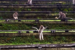 Monkey Forest