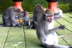 Monkey Forest