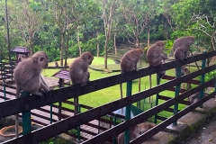 Monkey Forest