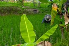 Ubud