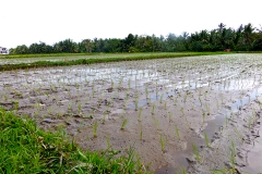 Ubud