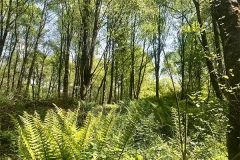 ecosse01
