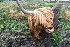 ecosse18