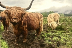 ecosse19
