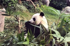 hong kong5 (5)