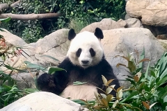 hong kong6 (1)