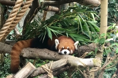 hong kong6 (4)
