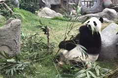 hong kong7 (3)