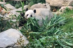hong kong7