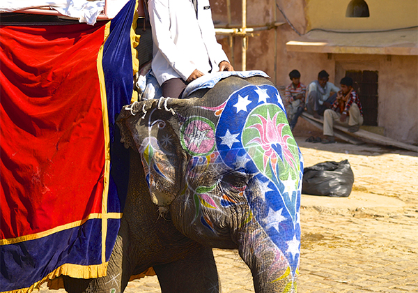 un monde de voyages Inde Jaipur - Fort d'Amber - éléphant