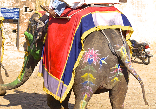 un monde de voyages Inde Jaipur - Fort d'Amber - éléphant