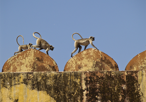 un monde de voyages Inde Jaipur - Fort d'Amber - singes