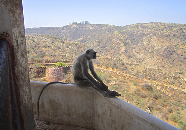 un monde de voyages Inde singe