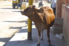 un monde de voyages Inde