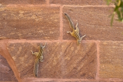 un monde de voyages Inde