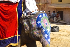 un monde de voyages Inde Jaipur - Fort d'Amber - éléphant