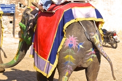 un monde de voyages Inde Jaipur - Fort d'Amber - éléphant