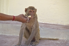 un monde de voyages Inde Jaipur - Fort d'Amber