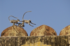 un monde de voyages Inde Jaipur - Fort d'Amber - singes