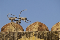 un monde de voyages Inde Jaipur - Fort d'Amber - singes