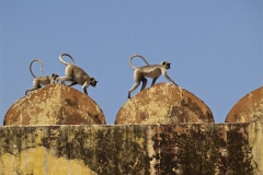 un monde de voyages Inde Jaipur - Fort d'Amber - singes