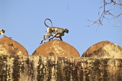 un monde de voyages Inde Jaipur - Fort d'Amber - singes