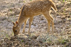un monde de voyages Inde Ranthambore Safari
