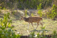 un monde de voyages Inde Ranthambore Safari