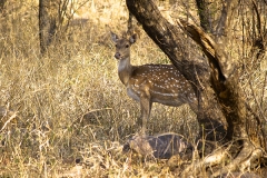 un monde de voyages Inde Ranthambore Safari
