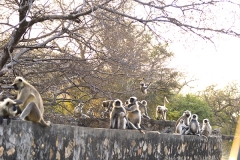 un monde de voyages Inde Ranthambore Safari