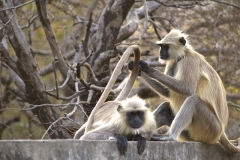 un monde de voyages Inde Ranthambore Safari
