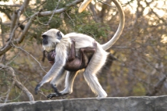 un monde de voyages Inde Ranthambore Safari
