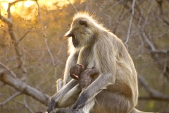 un monde de voyages Inde Ranthambore Safari