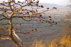un monde de voyages Inde Ranthambore Safari