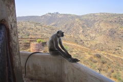 un monde de voyages Inde singe