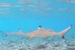 2017_0803_093219_025 copie