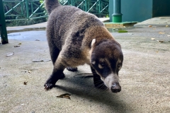 PANAMA18