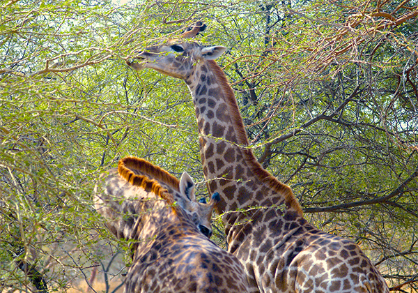 Safari Bandia