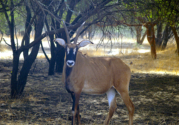 Safari Bandia