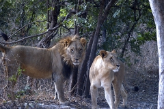 Marche aux lions - réserve de Fhatala