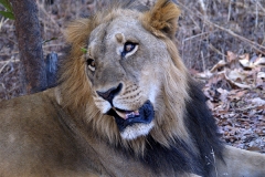 Marche aux lions - réserve de Fhatala