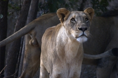 Marche aux lions - réserve de Fhatala