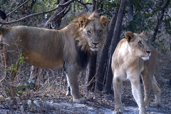 Marche aux lions - réserve de Fhatala