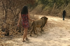 Marche aux lions - réserve de Fhatala