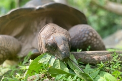 SEYCHELLES_52