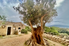 SICILE17