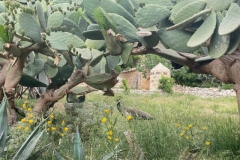 SICILE9