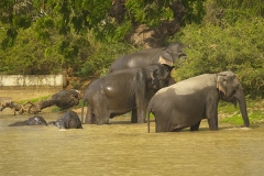 Sri_Lanka_023