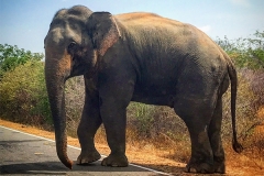 Sri_Lanka_168