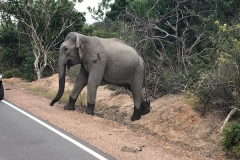 Sri_Lanka_186